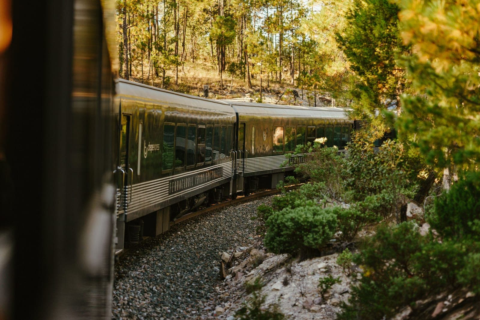 Los vagones del Chepe Express serpentean entre los pinos de la sierra